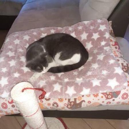 루고 The Awesome House With The Bomber Cat 아파트 외부 사진